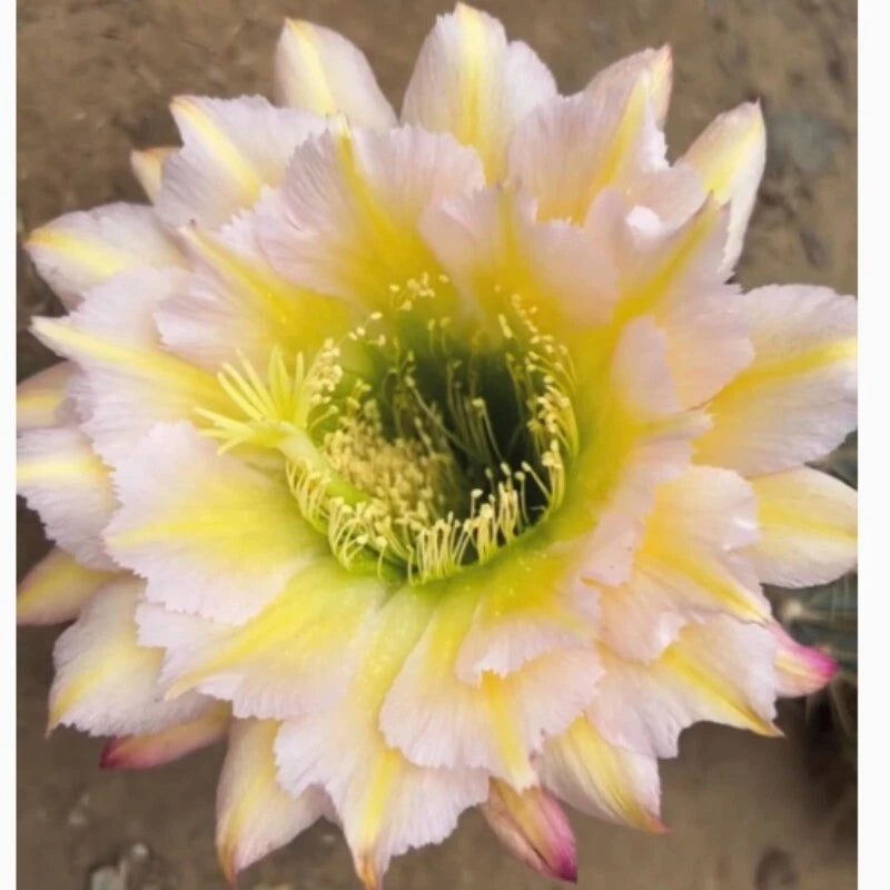 Cactus Succulent Plant Home Garden beautiful flowering Plants 5cm Garden Plants