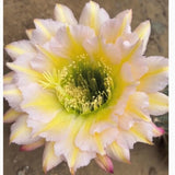 Cactus Succulent Plant Home Garden beautiful flowering Plants 5cm Garden Plants