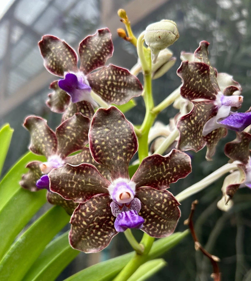 Speckled dark brown and purple orchid flowers on green stems