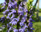 500 GREAT BLUE LOBELIA Upright Lobelia Siphilitica Flower Seeds *Comb S/H Flowering Plants