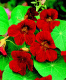 NEW!  35+ SCARLET RED NASTURTIUM FLOWER SEEDS / RE-SEEDING ANNUAL Flowering Plants