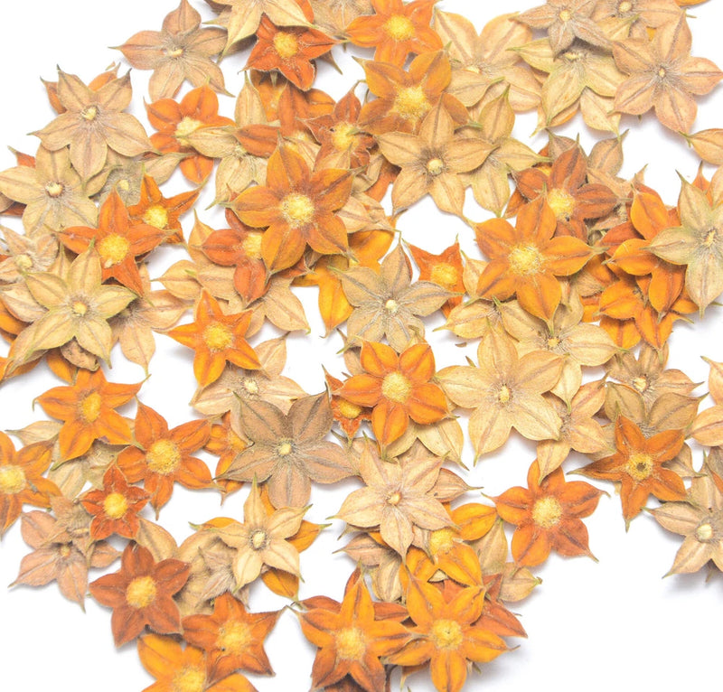 Star-shaped pressed dried flowers in yellow and orange, flat resin-style petals