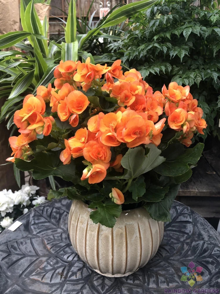 25+ Orange Begonia Seeds for Garden Planting - USA - FREE SHIPPING! Garden Plants