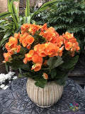 25+ Orange Begonia Seeds for Garden Planting - USA - FREE SHIPPING! Garden Plants