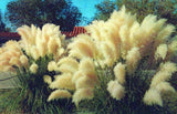 DB-625 Pampas Grass Texas Postcard By Don R. Bartels Unposted Pampas Grass