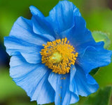 1,500 Heirloom Imported Himalayan Tibetan Blue Poppy Seeds For Planting Non-GMO Flowering Plants