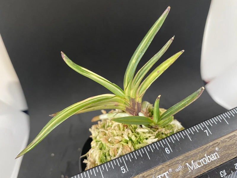 (BIN)Neofinetia falcata(japaneseorchid)marginal stripe/KOTO-NO-YUKI ____ Orchids