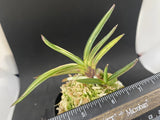 (BIN)Neofinetia falcata(japaneseorchid)marginal stripe/KOTO-NO-YUKI ____ Orchids