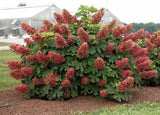 1 Hydrangea Ruby Slippers Live Starter Plant, Size 4"Pot, 4-6"Tall, Ship No Pot Hydrangea