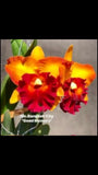 Cluster of yellow-orange and deep red orchid flowers with green leaves