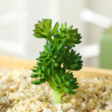 Artificial Succulent Plants Fake Potted Mini Cactus Plants Decoration Succulent Green Plant