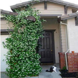 20 SEEDS for White JASMINE rare flower exotic climber vine bush plant USA SELLER Flowering Plants