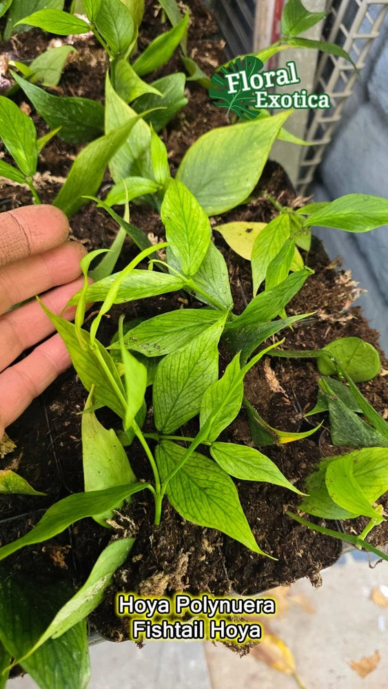Green Hoya polynurea fishtail orchid plant in potting soil with trailing leaves