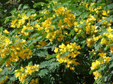 Cassia Glauca 20 Seeds, Scrambled Egg Shrub Tree Bush Senna Surattensis Flowering Plants