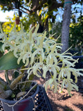Denbrobium Specioum  From Seedling Lost Tag Fragrant Flower Orchids Plant Orchids