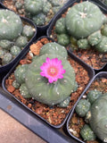 5-7cm LW cactus Succulent Plant home Garden beautiful Plant Garden Plants