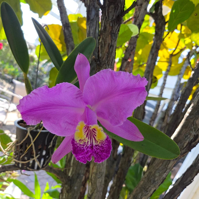 Purple Cattleya orchid bloom with yellow throat and purple-spotted lip