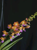Perr. Bangkok Stat "Sunset Jewels"   Fragrant Orchids