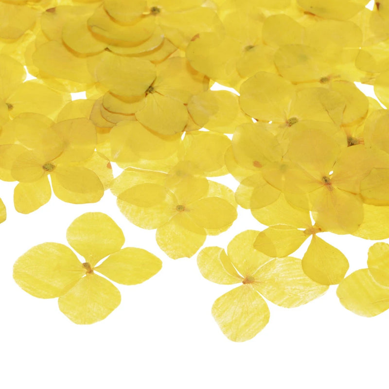 60-Pack Dried Pressed Flowers for Resin, Real Natural Bulk Dry Floral [Yellow] Dried Flower