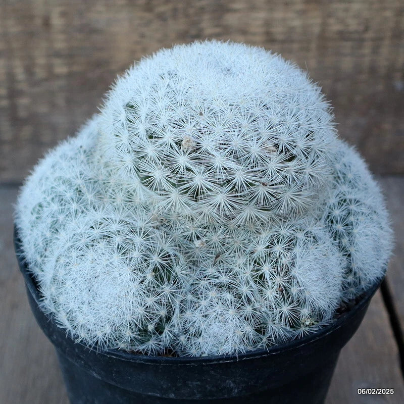 D1195 MAMMILLARIA CANDIDA pot14-H11-W15 cm MaMa Cactus Green Plant