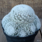 D1195 MAMMILLARIA CANDIDA pot14-H11-W15 cm MaMa Cactus Green Plant