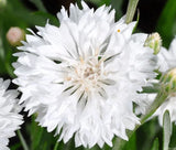 CORNFLOWER WHITE DWARF Centaurea Cyanus - 3,000 Bulk Seeds Garden Plants
