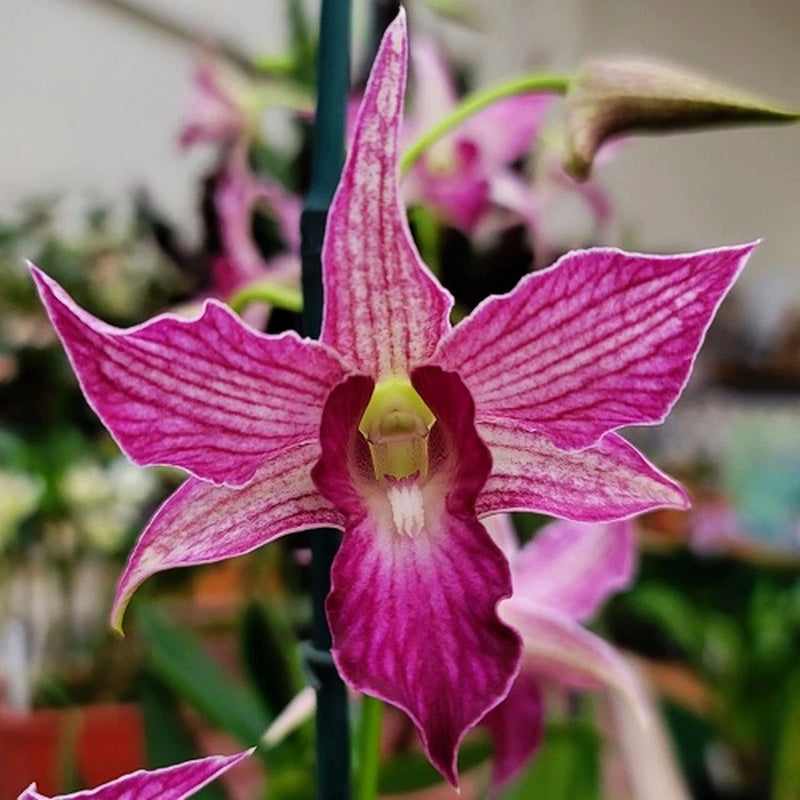 Dendrobium orchid bloom in magenta and pink stripes on a 4-in pot