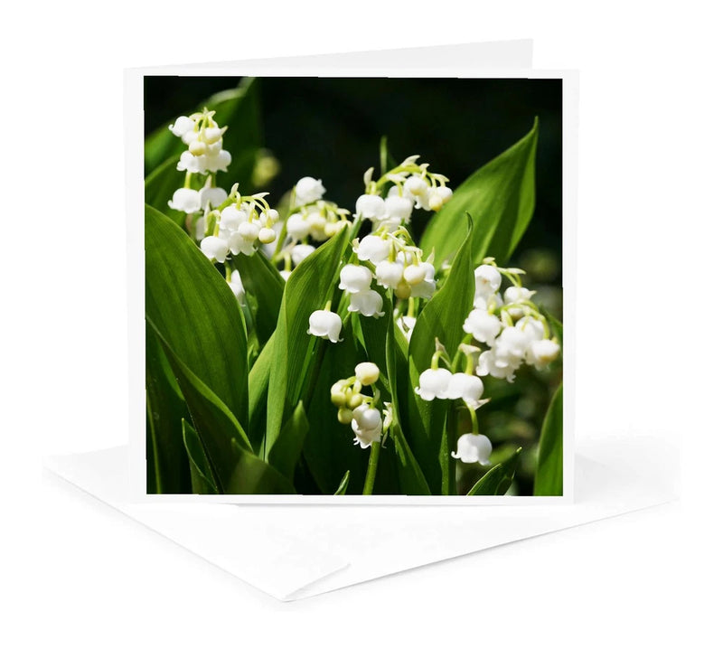 3dRose, Lily of the valley. White. Spring flowers, Greeting Card Lily