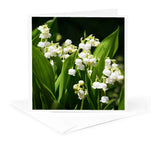 3dRose, Lily of the valley. White. Spring flowers, Greeting Card Lily