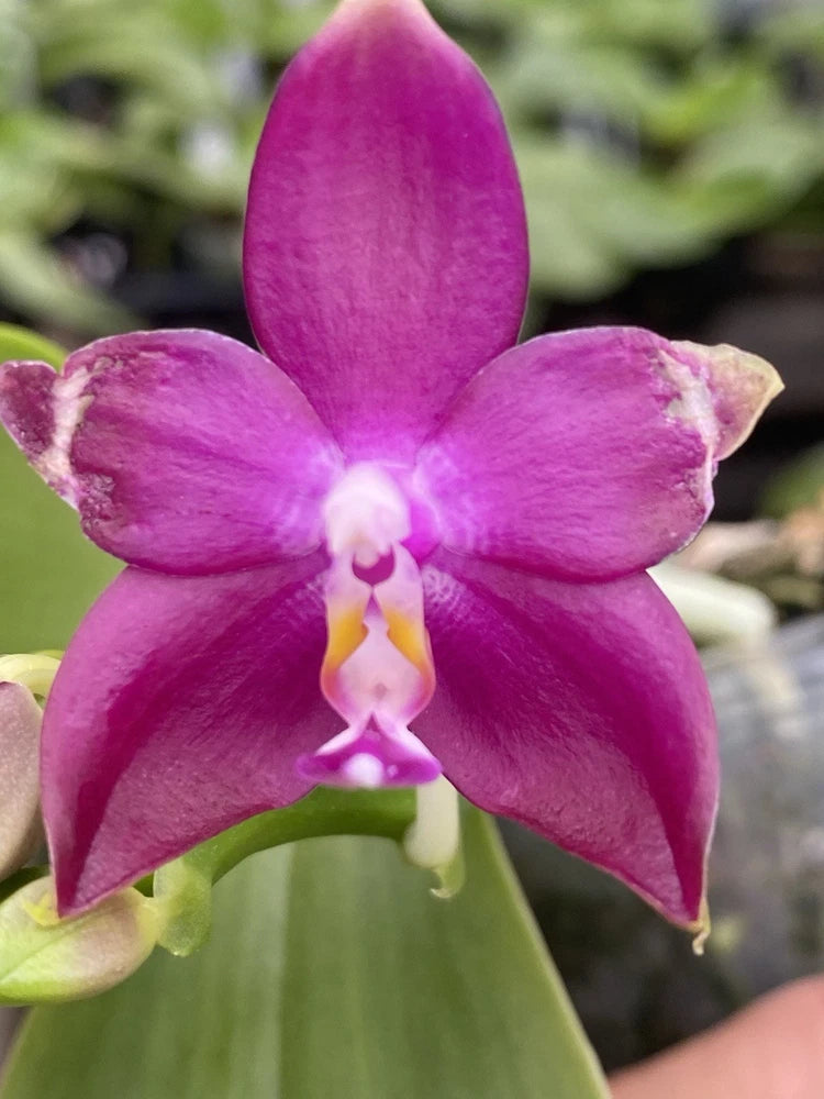 Original Phal Phalaenopsis Freyas Blue Jenny-FRAGRANT Orchids