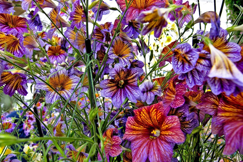 200 Mixed Colors PAINTED TONGUE (Velvet Trumpet Flower) Salpiglossis Grandiflora Flowering Plants