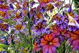 200 Mixed Colors PAINTED TONGUE (Velvet Trumpet Flower) Salpiglossis Grandiflora Flowering Plants