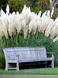 100+ White Pampas Grass Seeds | Ornamental Grass Non-GMO Garden Seeds USA Pampas Grass