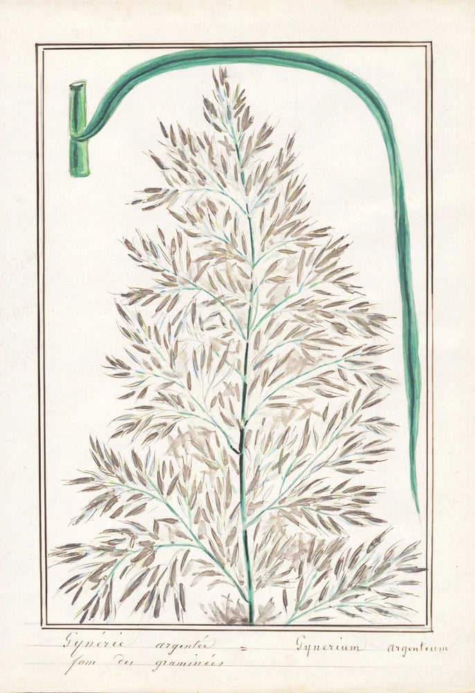 Pampas grass pampas grass botany botany watercolor watercolor drawing 1830 Pampas Grass