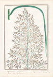 Pampas grass pampas grass botany botany watercolor watercolor drawing 1830 Pampas Grass