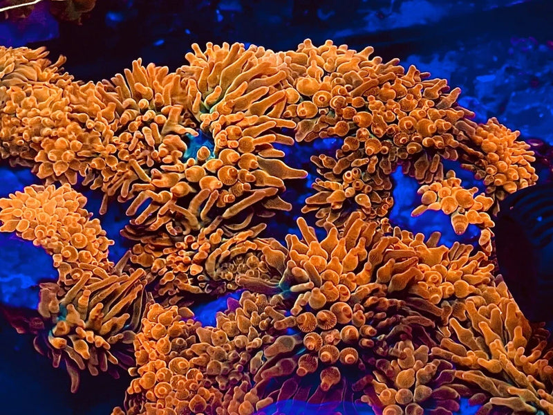 RAINBOW __ ROSE  Bubble tip Anemones - 100% Aquaculture BTA Beautiful !! Anemone