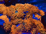 RAINBOW __ ROSE  Bubble tip Anemones - 100% Aquaculture BTA Beautiful !! Anemone