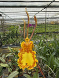 Orchid Psychopsis Papilio Mariposa Flowering Plants