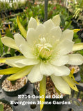 Rooted Epiphyllum Orchid Cactus ÒGood As GoldÓ Growing In 4Ó starter pot Orchids