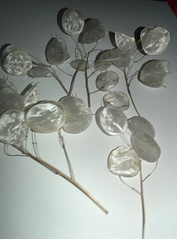 6 Dried Lunaria Moonwort Honesty Silver Dollar Plant Stems, 5-8Ó Tall organic Dried Flower