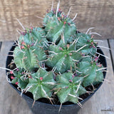 D659 EUPHORBIA MELOFORMIS pot14-H8-W17 cm MaMa Cactus Green Plant