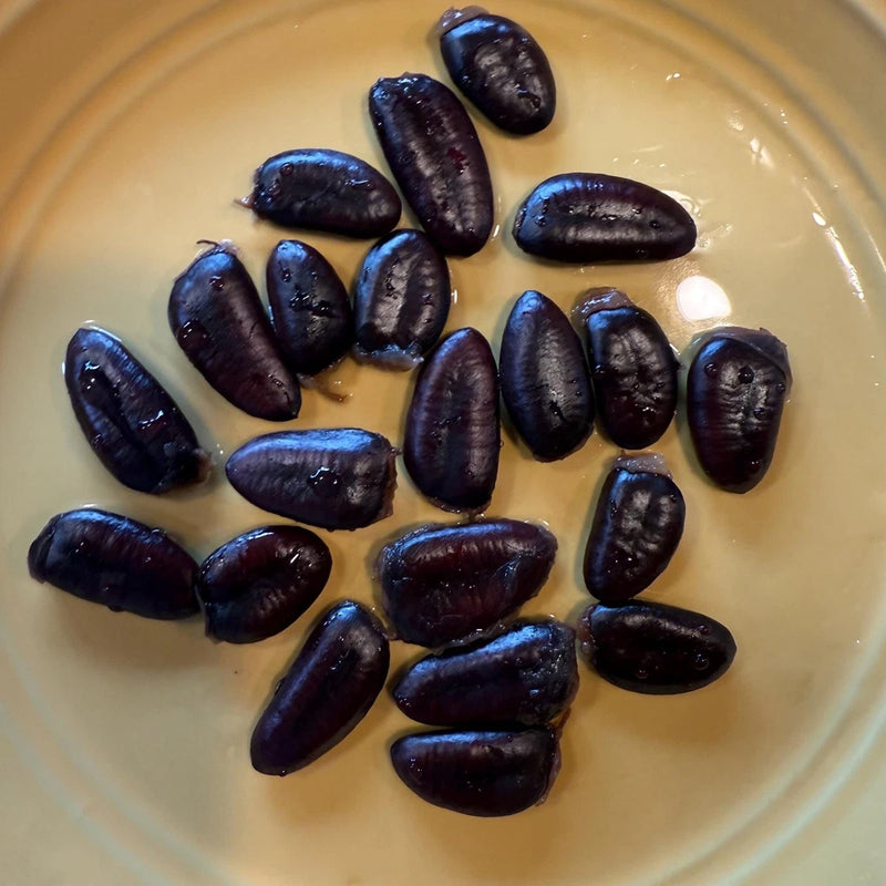 2025 Paw Paw Tree Seeds- from great quality grafted cultivars, packed in peat Flowering Plants