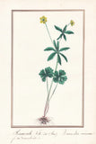 Crowfoot buttercup Ranunculus flower botany botany watercolor drawing 1830 Ranunculus