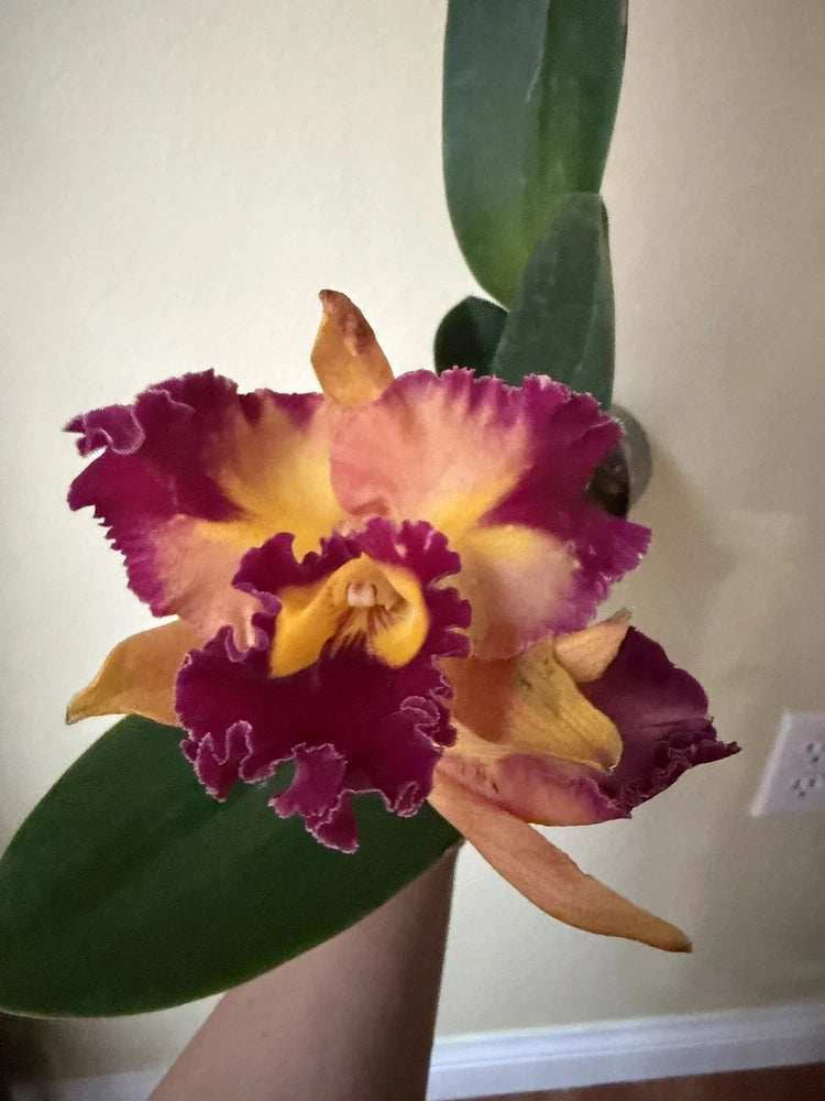 Orchid live plant with purple and yellow blossoms and green leaves