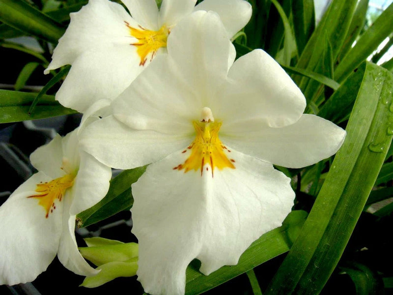 Miltoniopsis Sunglow ÔAmazingÕ Easy to grow, White flowers, Fragrant From Hawaii Orchids