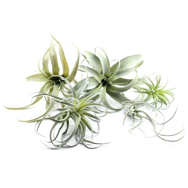 5PCS Artificial Flocking Tillandsia Air Plants Faux Succulents Bromeliads for... Green Plant