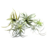 5PCS Artificial Flocking Tillandsia Air Plants Faux Succulents Bromeliads for... Green Plant