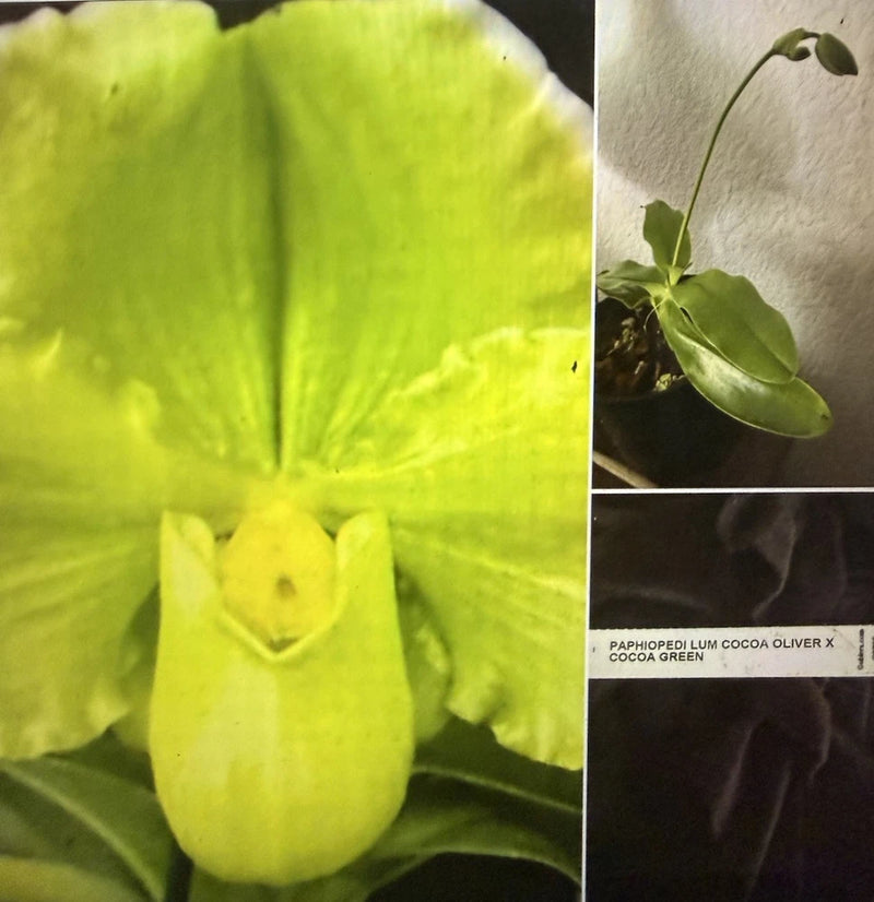 ORCHID PLANT Paphiopedilum Cocoa Olive ver x Cocoa Green 4 in pot 2 buds Orchids
