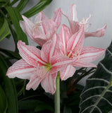 Star Lily Bulb 'Hippeastrum Reticulatum'__Netted-Veined Amaryllis Flowering Size Lily