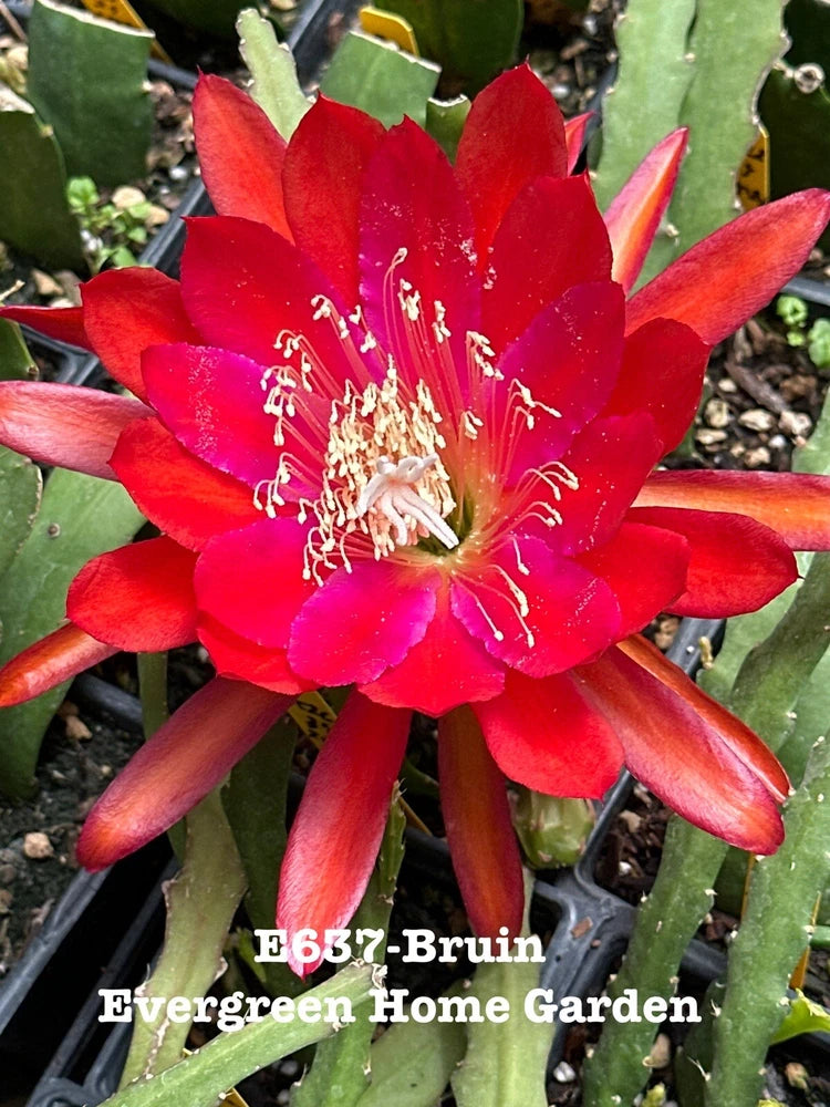 Epiphyllum orchid cactus with bright red flower in small starter pot